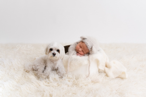 Photo of Sloth Bear Photo of Sloth Bear